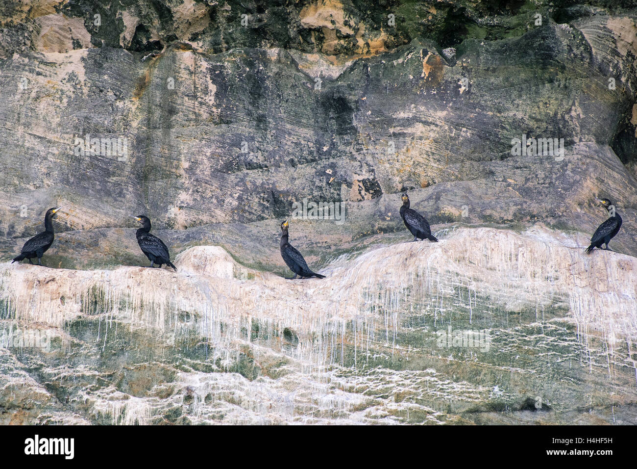 Cormoranes en los acantilados del norte de la costa de Escocia. Foto de stock