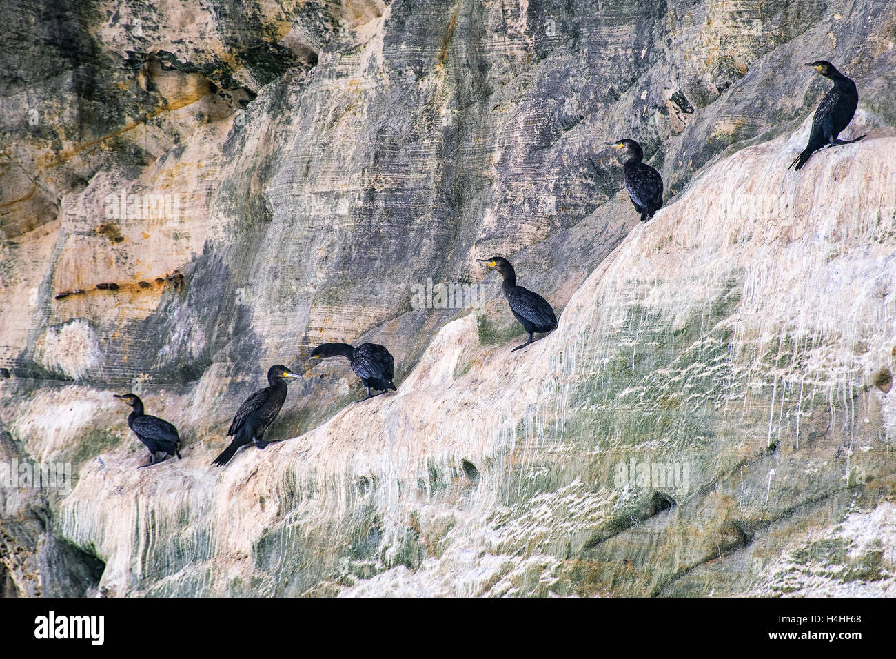 Cormoranes en los acantilados del norte de la costa de Escocia. Foto de stock