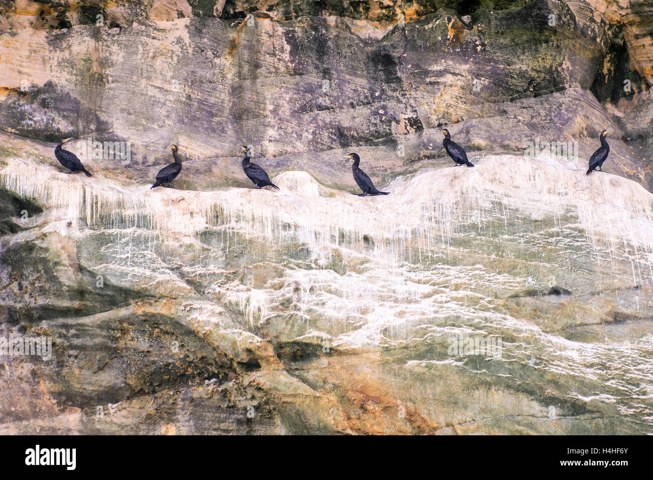 Cormoranes en los acantilados del norte de la costa de Escocia. Foto de stock