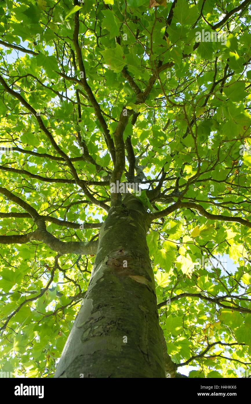 Platanus × acerifolia, plano de Londres, mostrando la textura de la corteza y canopy. Foto de stock