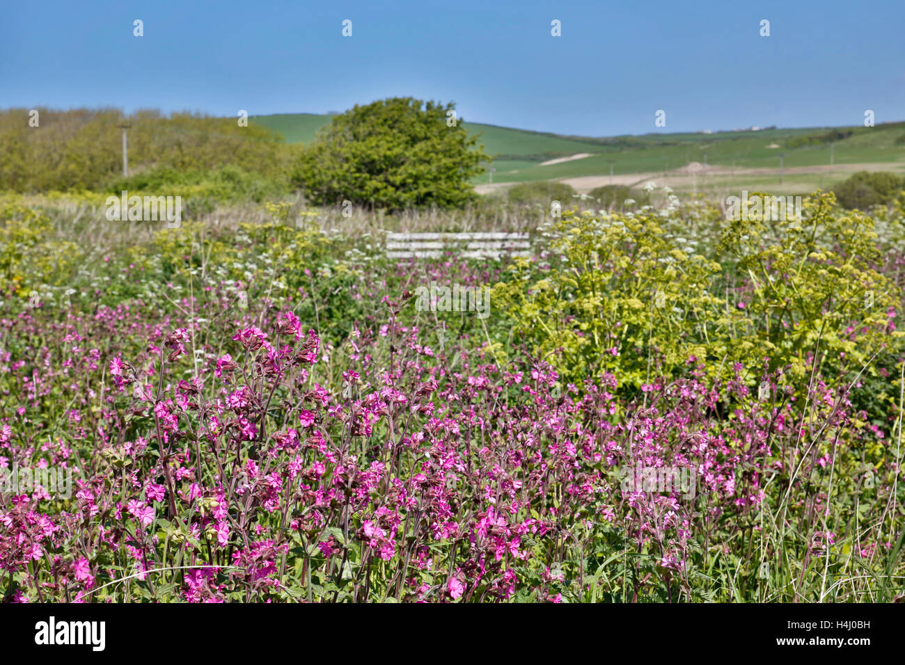 Rojo Campion; Silene dioica; Gwithian verde; Cornwall; UK Foto de stock