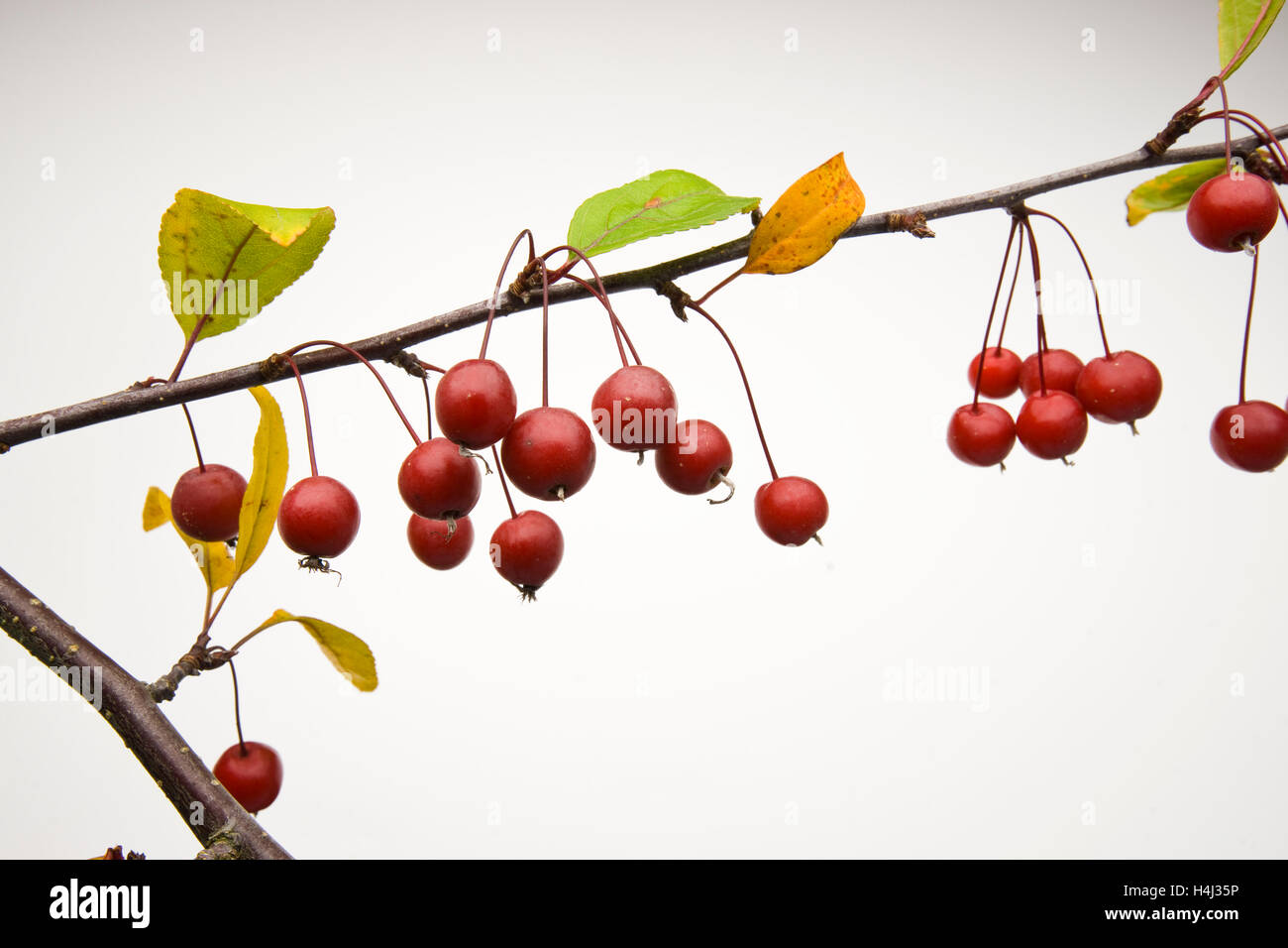 Floración de manzana (Malus 'Prairifire'), rama de fruta cerrar Foto de stock