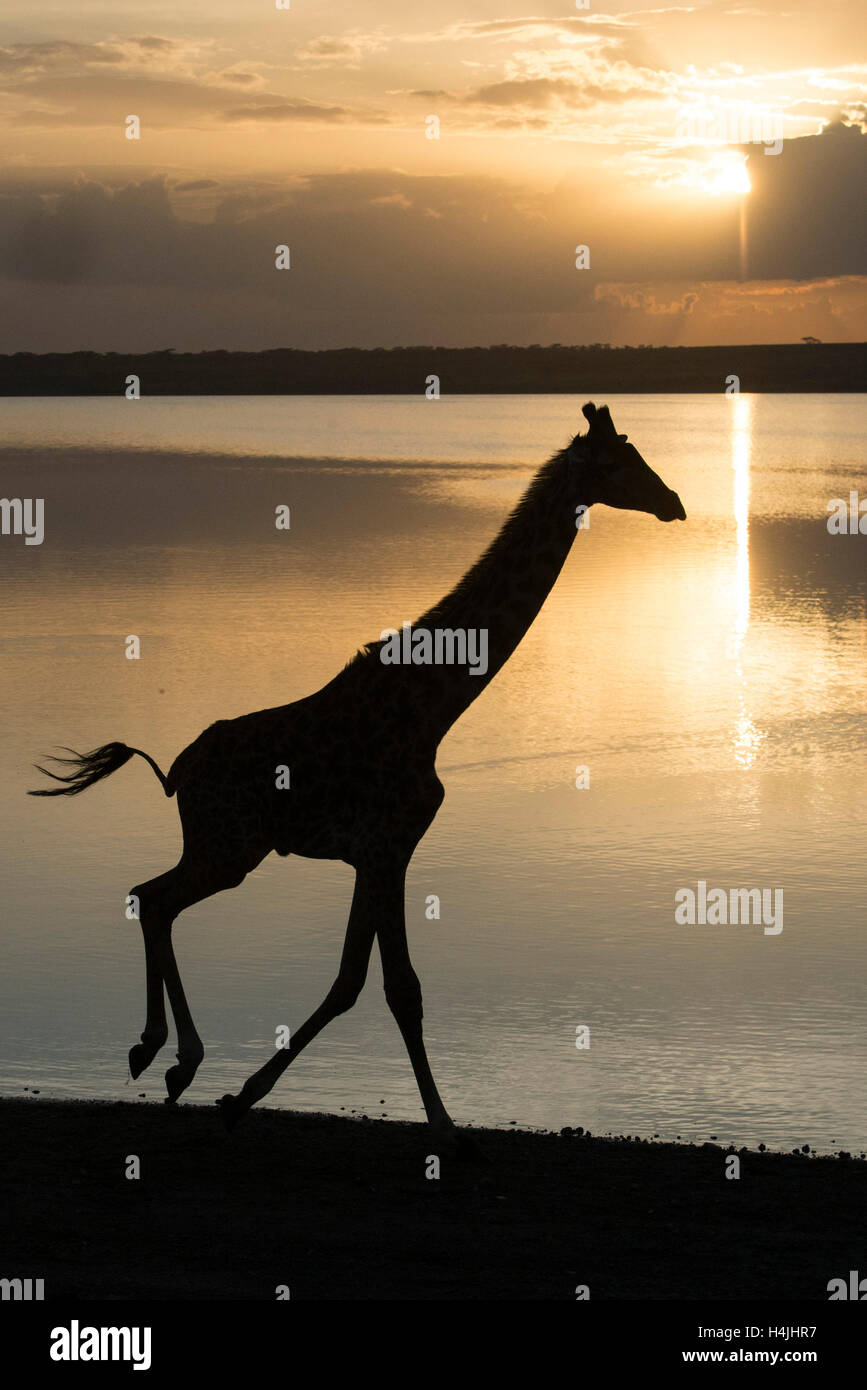 Jirafa maasai en el lago Ndutu al atardecer (Giraffa camelopardalis tippelskirchi), Parque Nacional de Serengueti, Tanzania Foto de stock