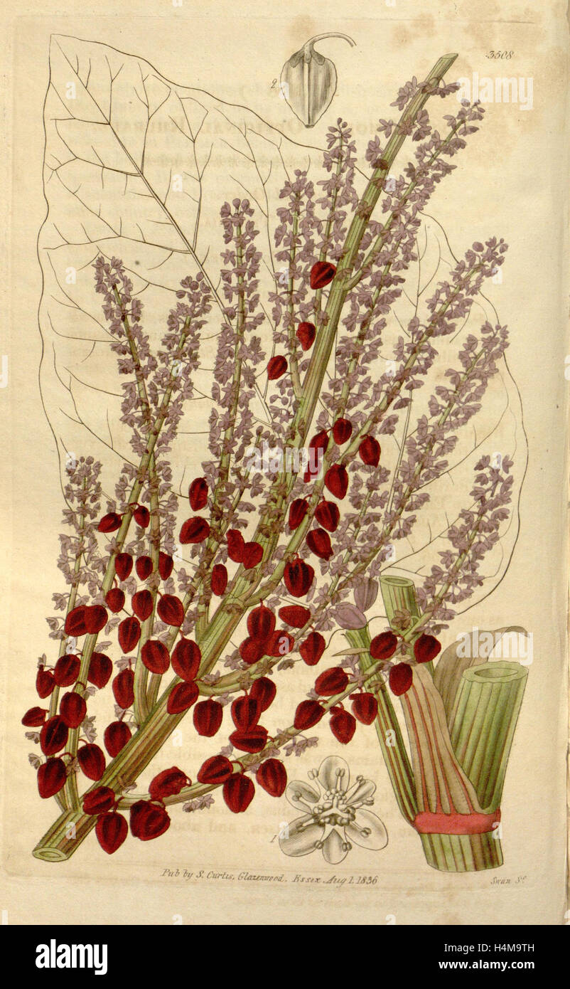Impresión botánico inglés o ilustración de historia natural por Joseph Swan, 1796-1872 Grabador británico. Desde la Liszt obras maestras Foto de stock