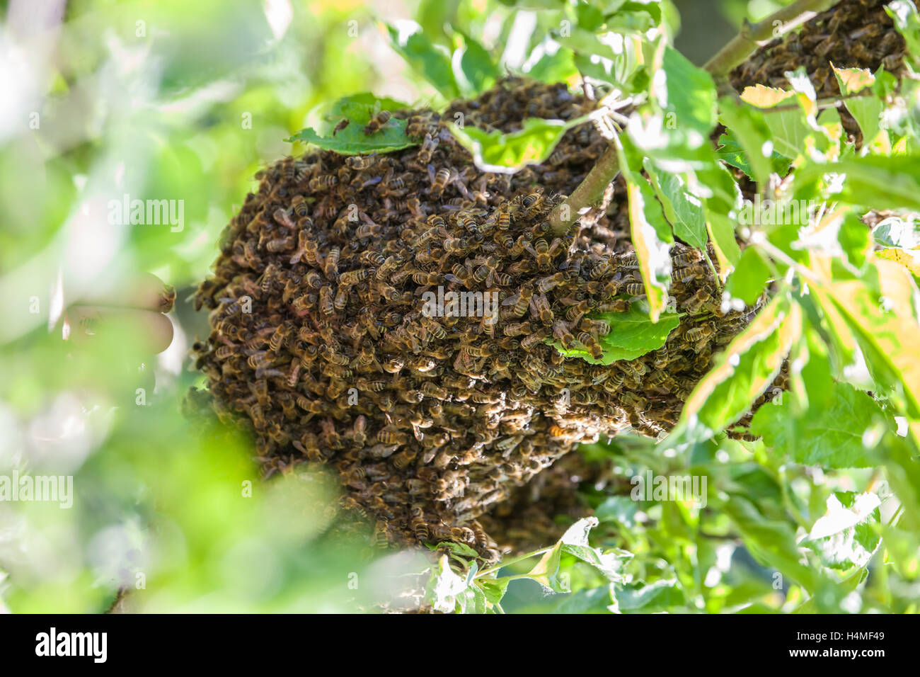 Enjambre de abejas Foto de stock