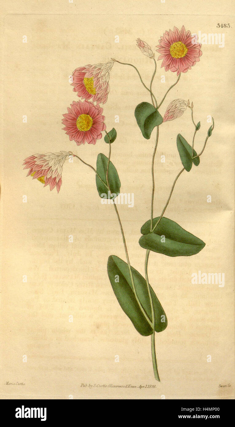 Impresión botánico por Maria Curtis, artista del siglo 19. Desde la Liszt obras maestras de la colección de ilustraciones botánicas Foto de stock