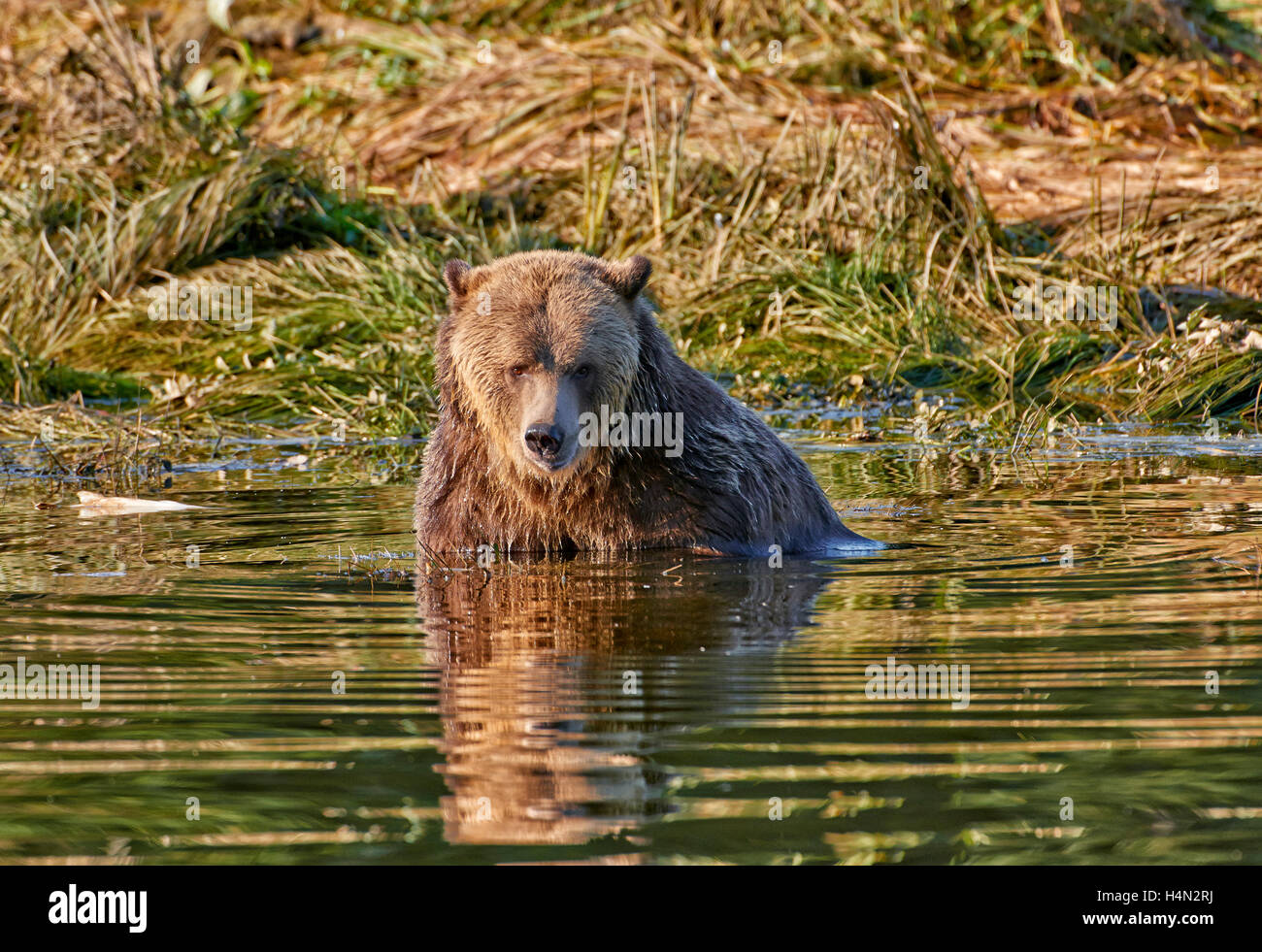 La caza de osos Grizzly salmón, Ursus arctos horribilis, Great Bear Rainforest, Knight Inlet, British Columbia, Canadá Foto de stock