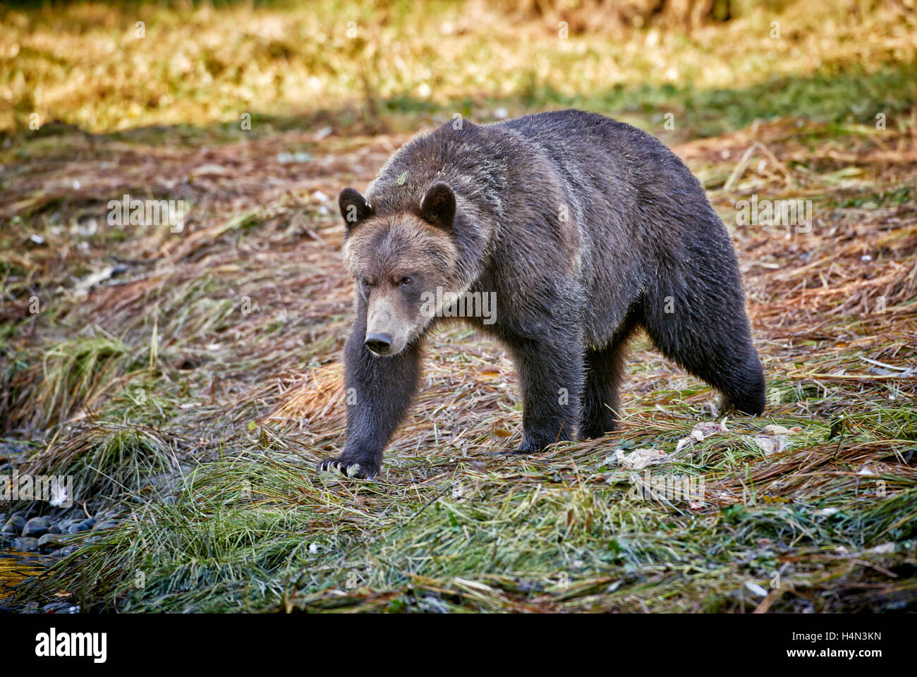 Grizzly Bear, Ursus arctos horribilis, Great Bear Rainforest, Knight Inlet, Johnstone Strait, British Columbia, Canadá Foto de stock