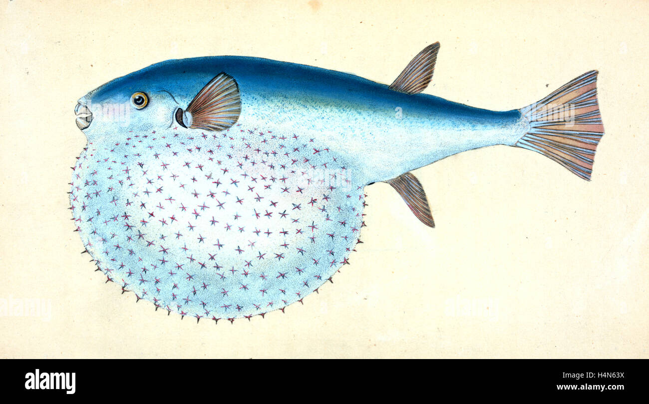 Diminutivo de Sucker, Cyclopterus Montagui, 1804, British peces, Donovan, E. (Edward), 1768-1837, (autor) Foto de stock