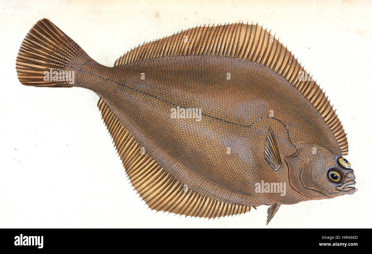 Untuoso Cyclopterus liparis Sucker, de 1803, British peces, Donovan, E. (Edward), 1768-1837, (autor) Foto de stock