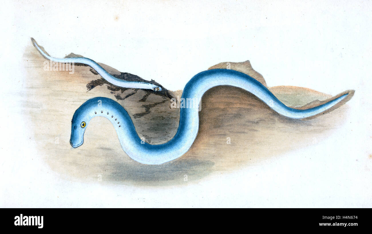 Tubo corto-fish, Syngnathus Typhle, 1804, British peces, Donovan, E. (Edward), 1768-1837, (autor) Foto de stock