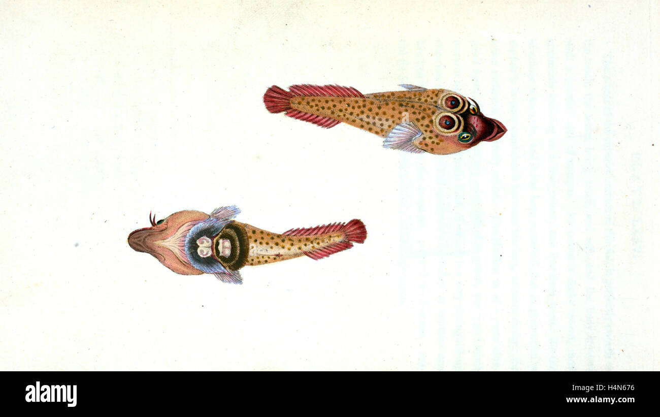 Sucker, Ocellated, Cyclopterus Ocellatus, British peces, Donovan, E. (Edward), 1768-1837, (autor) Foto de stock
