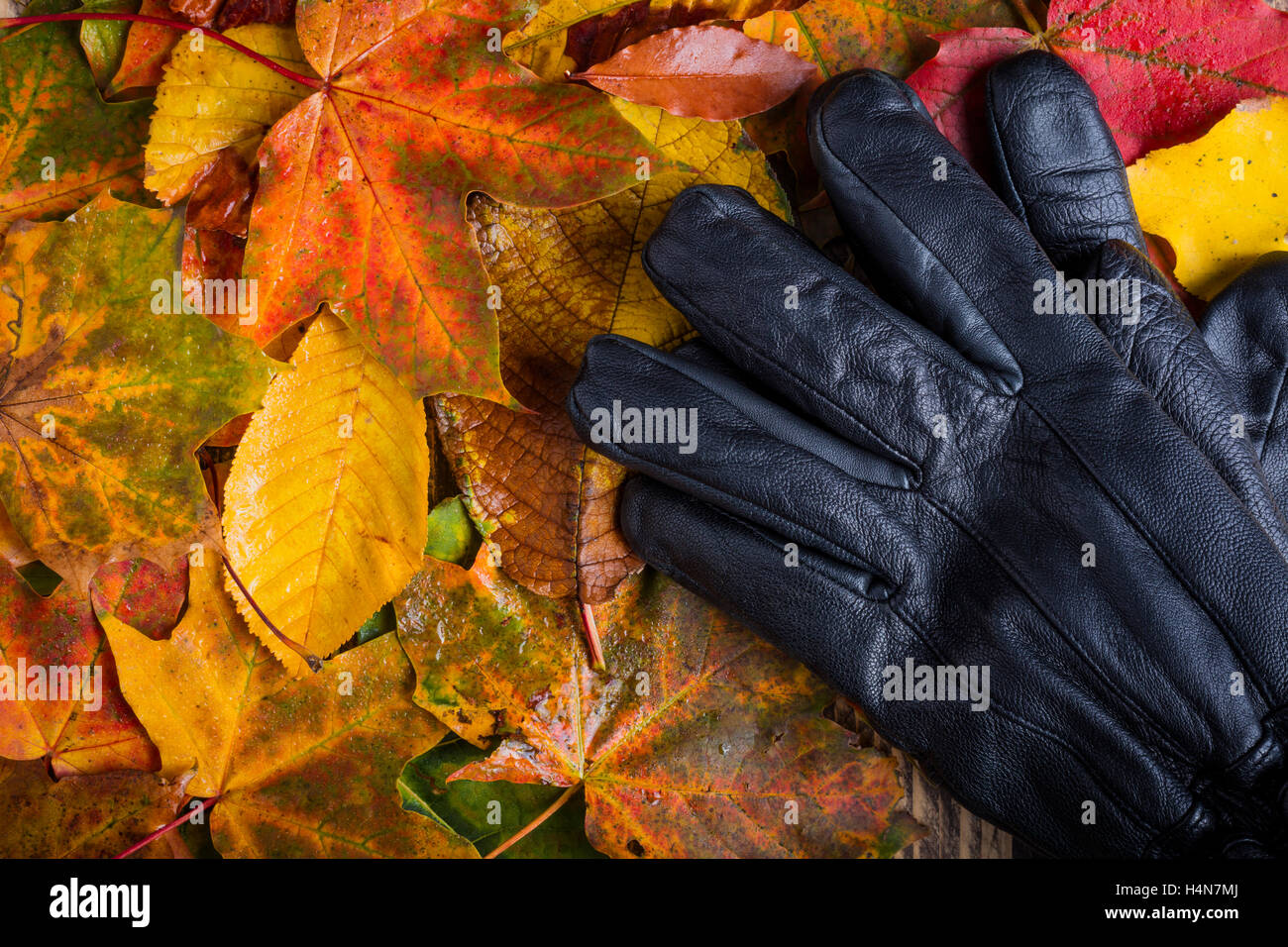 Guantes de cuero negro en las coloridas hojas húmedas mal tiempo caen en otoño concepto Foto de stock