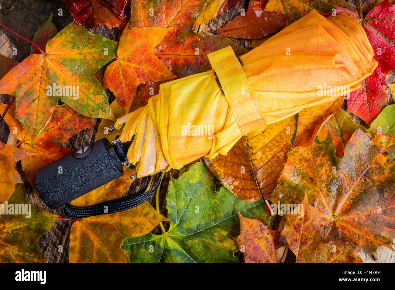 Paraguas amarillo en las coloridas hojas húmedas mal tiempo caen en otoño concepto Foto de stock