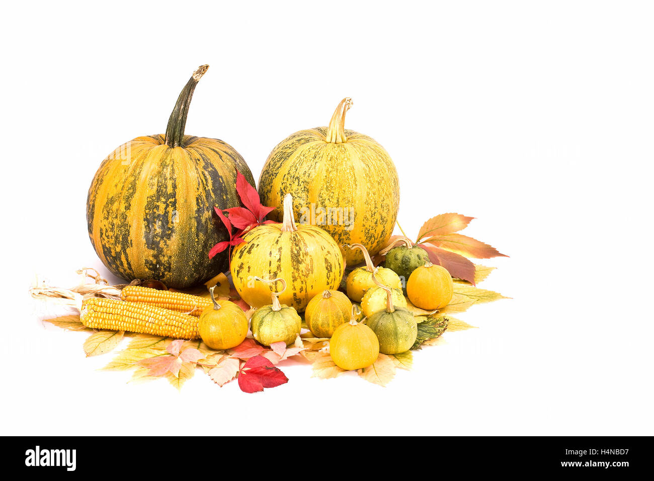 Caen las hojas, maíz y calabazas aislado sobre fondo blanco, otoño Foto de stock