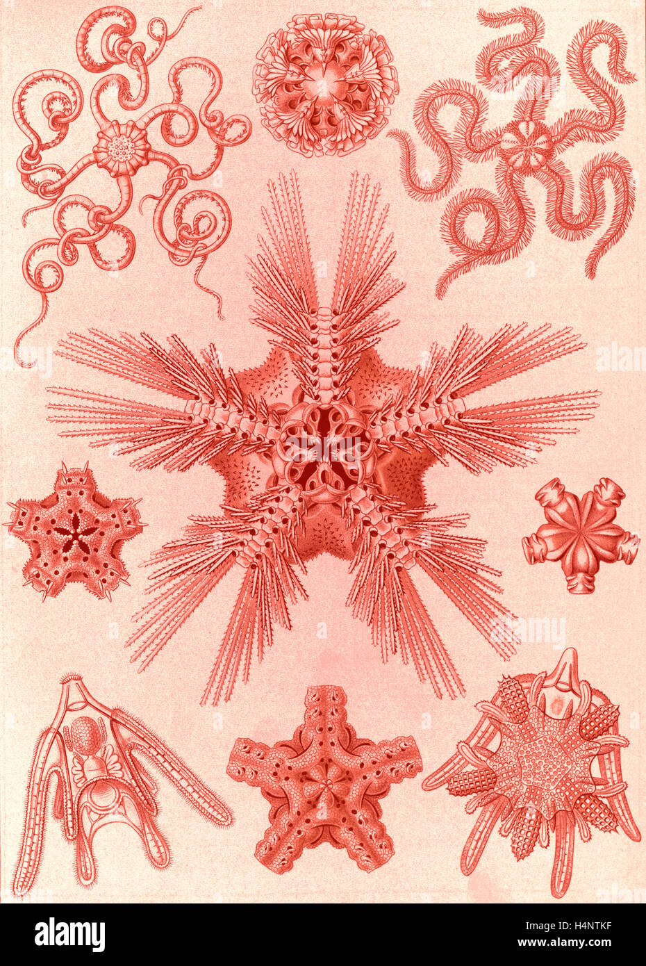 La ilustración muestra los invertebrados marinos relacionados con starfish. Ophiodea. - Schlangensterne, 1 Imprimir : litografía de color Foto de stock