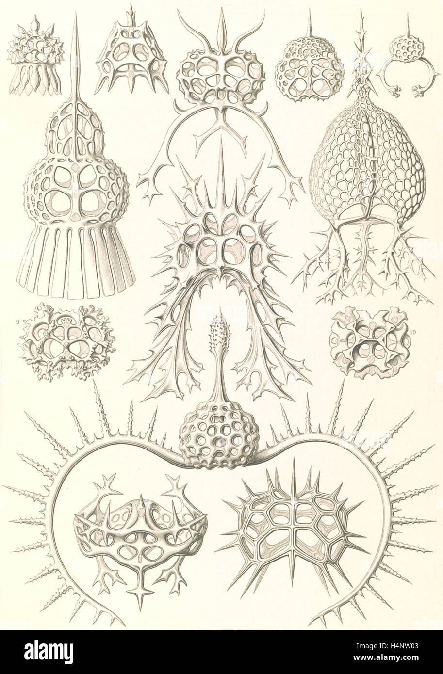 La ilustración muestra los microorganismos. Spyroidea. - Nükchenstrahlinge, 1 : impresión fotomecánica ; hoja 36 x 26 cm., 1904. Foto de stock