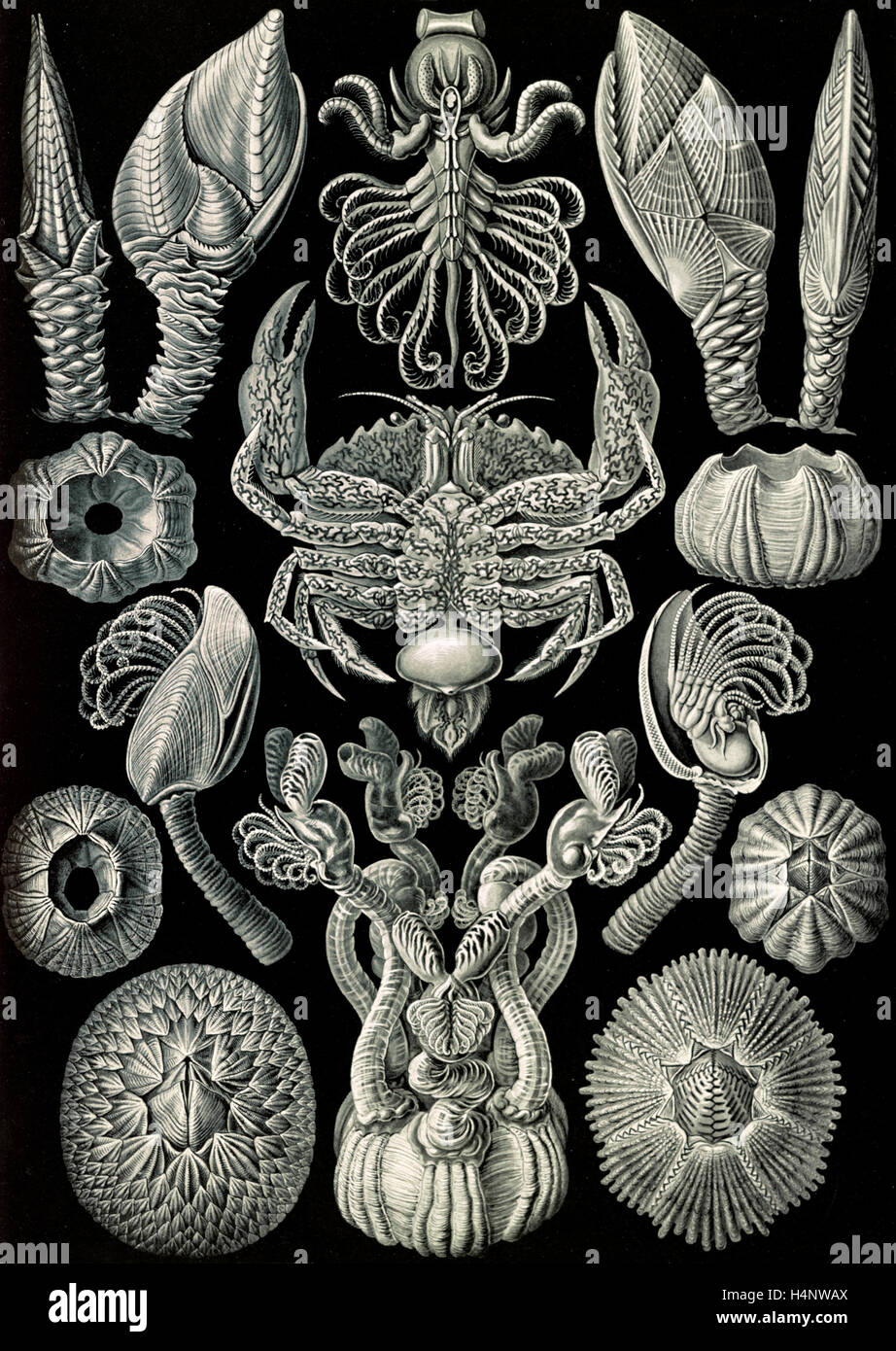 La ilustración muestra los percebes. Cirripedia. - Rankenkreble, 1 : impresión fotomecánica ; hoja 36 x 26 cm., 1904. Ernst Haeckel Foto de stock