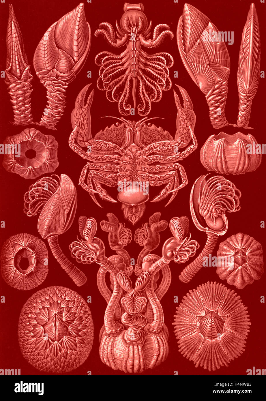 La ilustración muestra los percebes. Cirripedia. - Rankenkreble, 1 : impresión fotomecánica ; hoja 36 x 26 cm., 1904. Ernst Haeckel Foto de stock