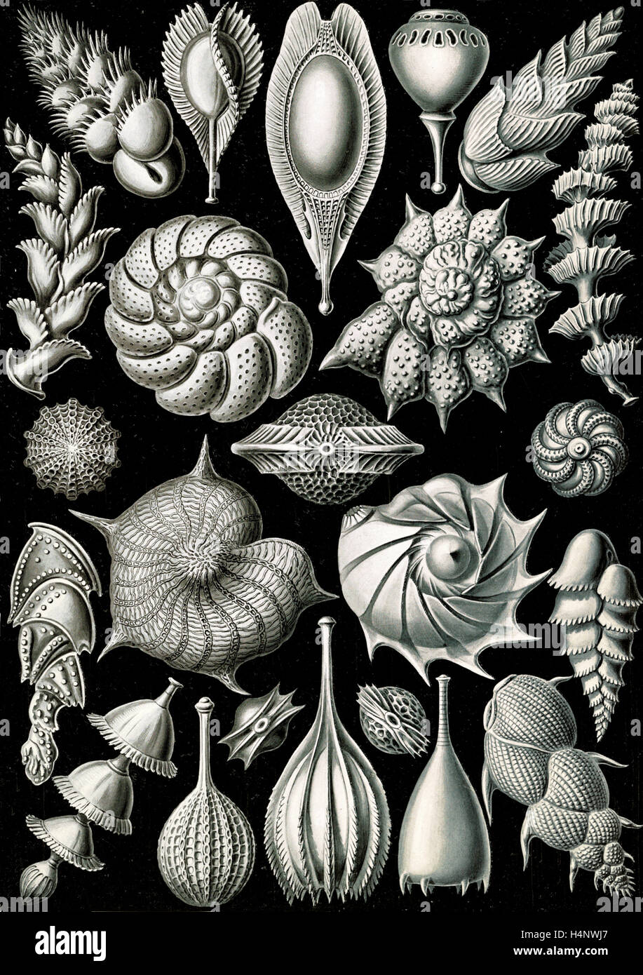 La ilustración muestra los microorganismos. Thalamophora. - Kammerlinge, 1 : impresión fotomecánica ; hoja 36 x 26 cm., 1904. Foto de stock