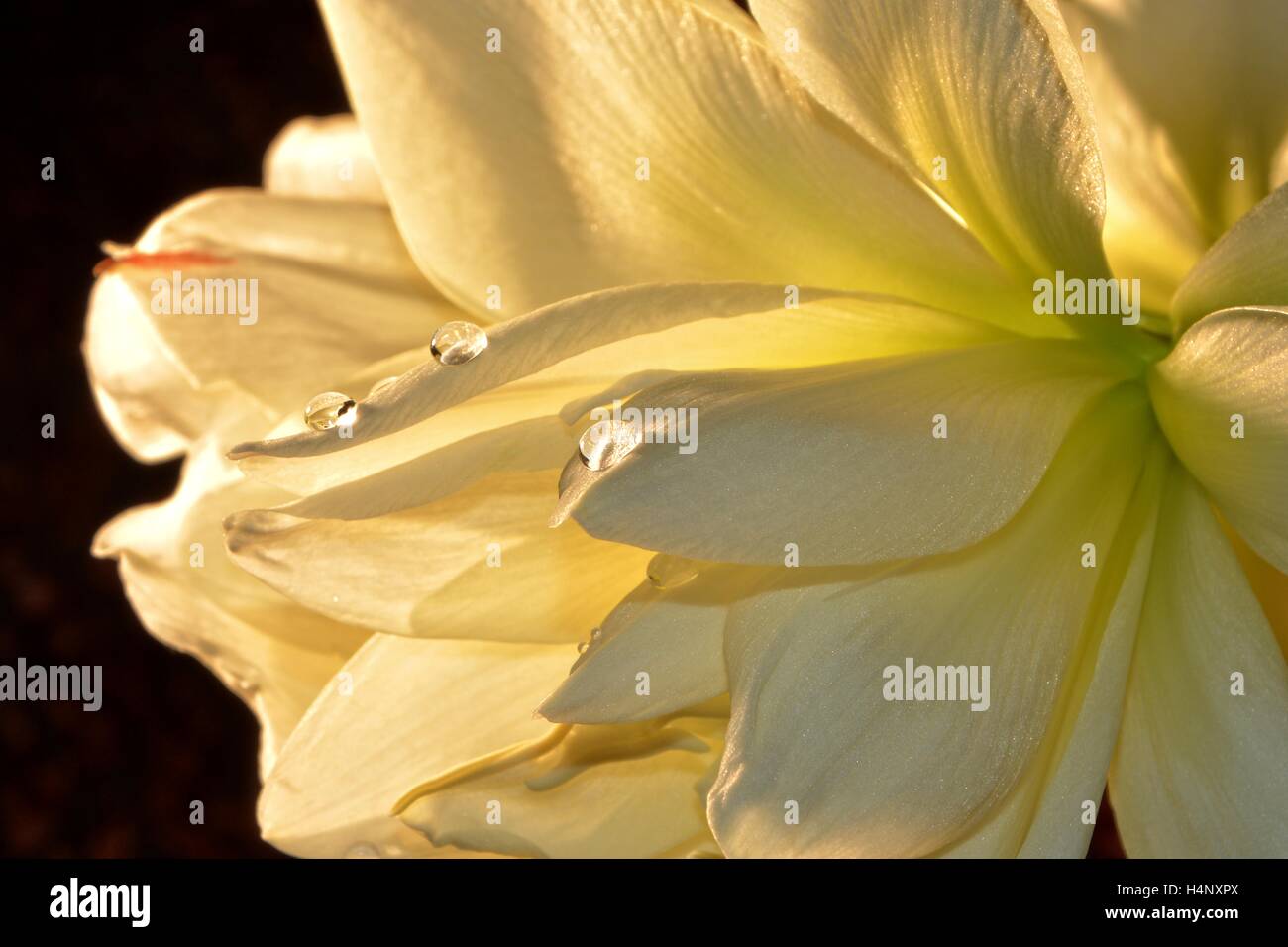 Brillantes flores Amarilis con gotas de agua en detalle Foto de stock