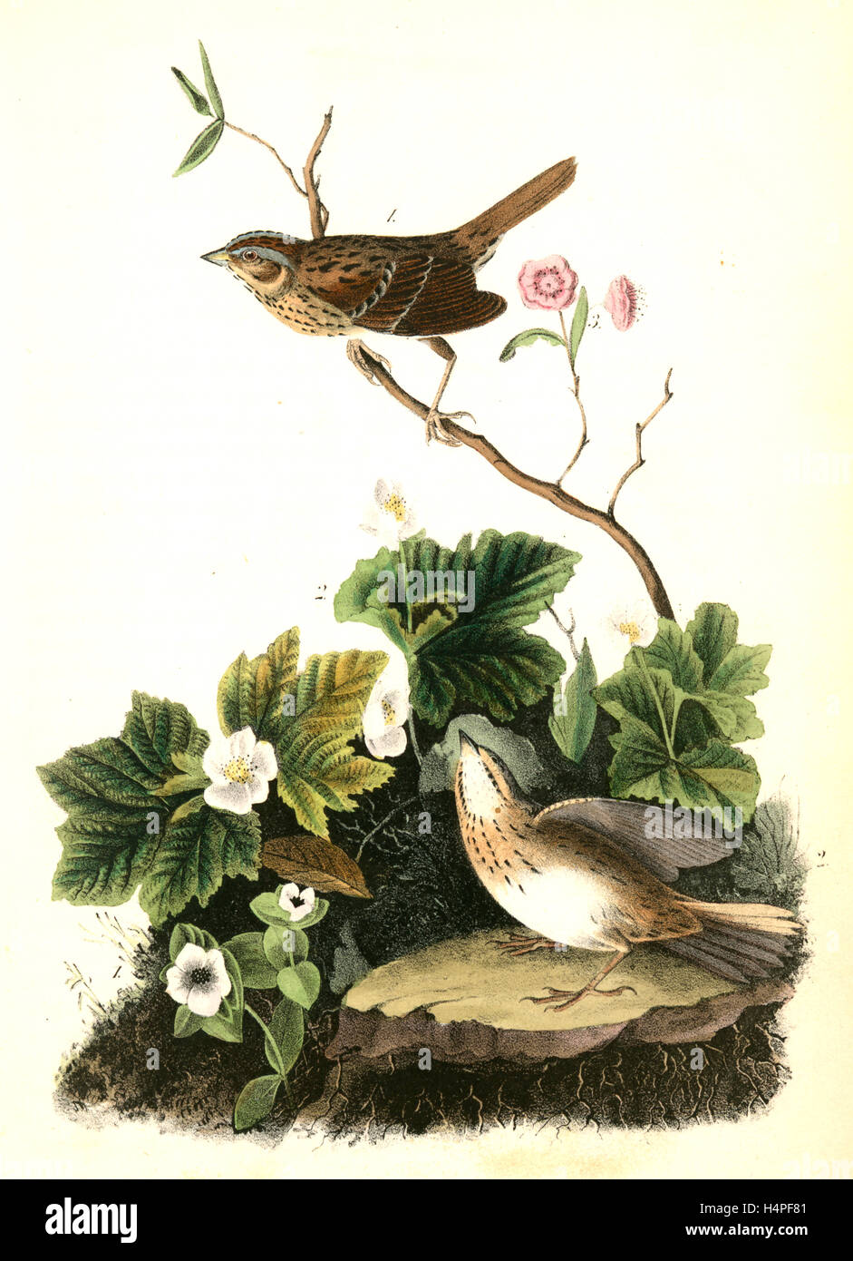 Lincoln's Pinewood Finch. 1. Macho. 2. Hembra. (1. Cornel enano. 2. Mora ártica. 3. Glaucas Kalmia.), John James Audubon, Foto de stock