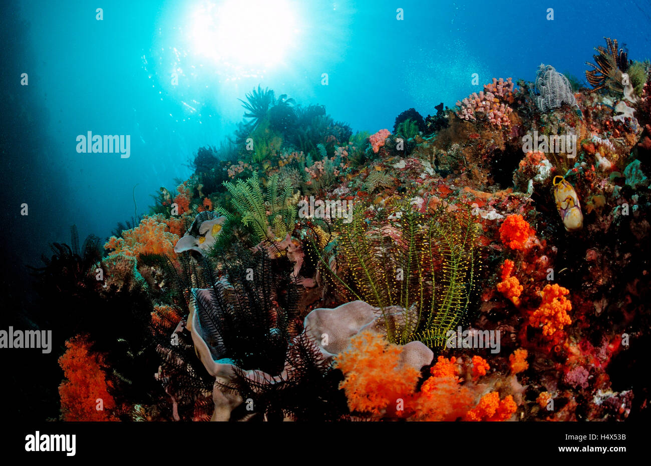 Coloridos arrecifes de coral, Komodo, Indo-Pacífico, Indonesia, Sudeste Asiático, Asia Foto de stock