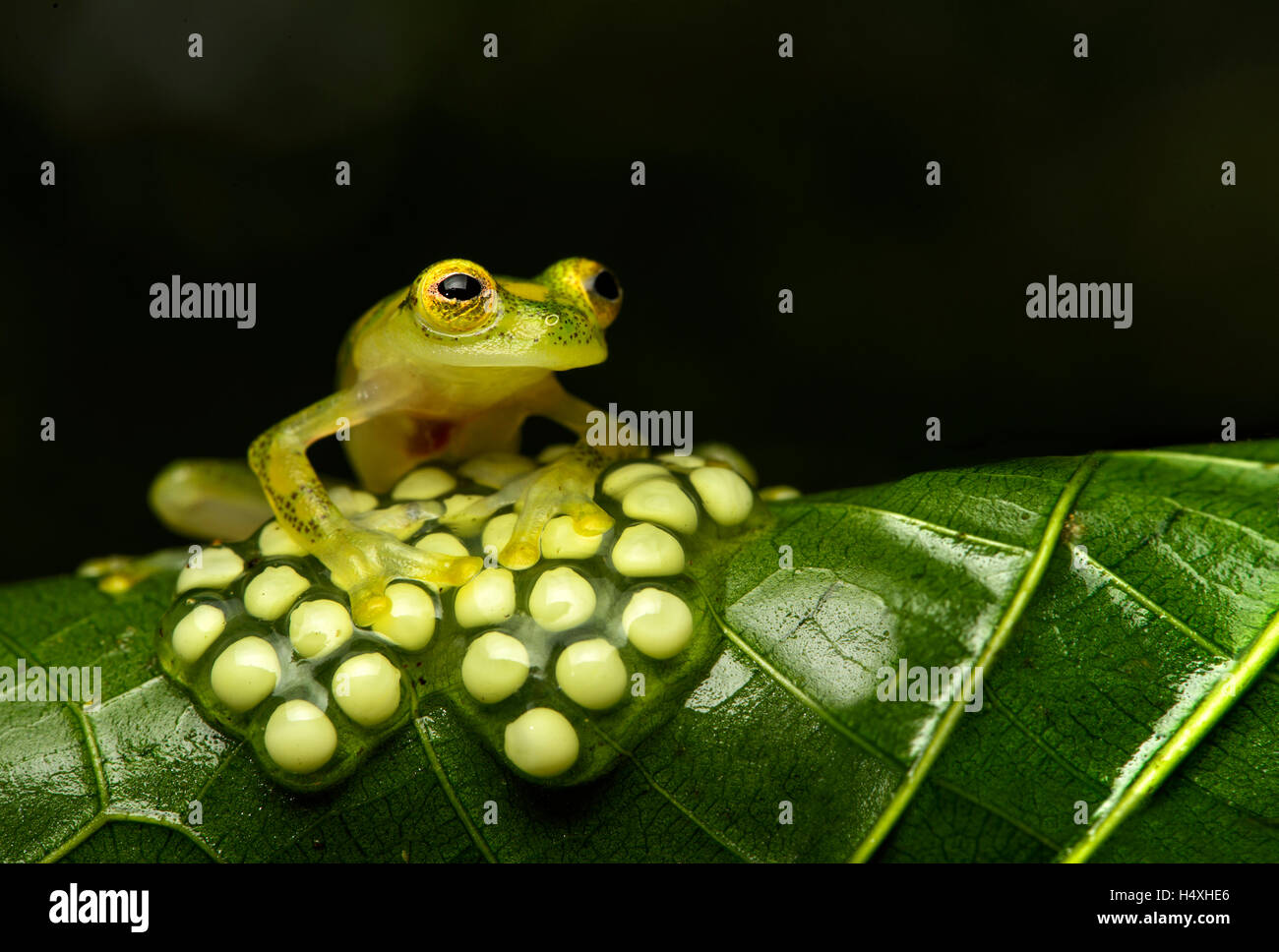 Macho (Hyalinobatrachium aureoguttatum glassfrog) vigila una nidada de huevos, Chocó rainforest, Reserva Río Canande, Ecuador Foto de stock