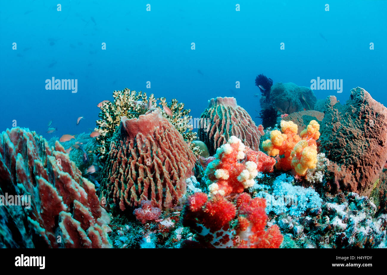 Esponja barril en el Coral Reef, Komodo, Indo-Pacífico, Indonesia, Sudeste Asiático, Asia Foto de stock