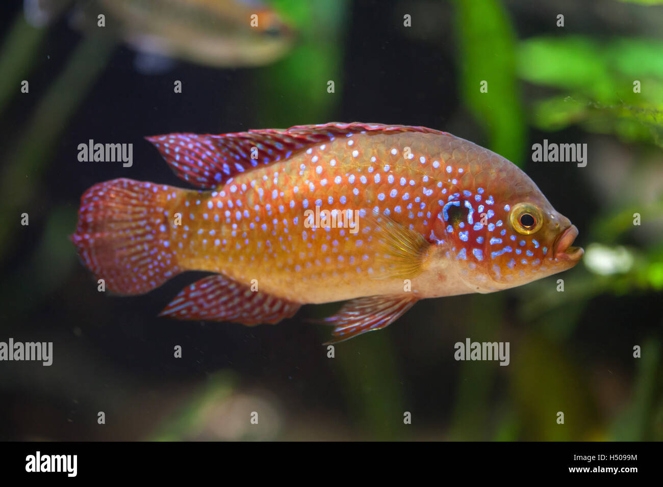 Hemichromis bimaculatus fotografías e imágenes de alta resolución - Alamy