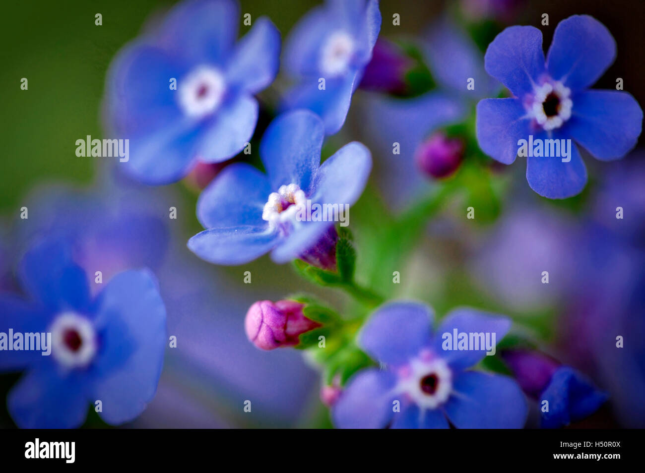 Flores de nomeolvides fotografías e imágenes de alta resolución - Alamy