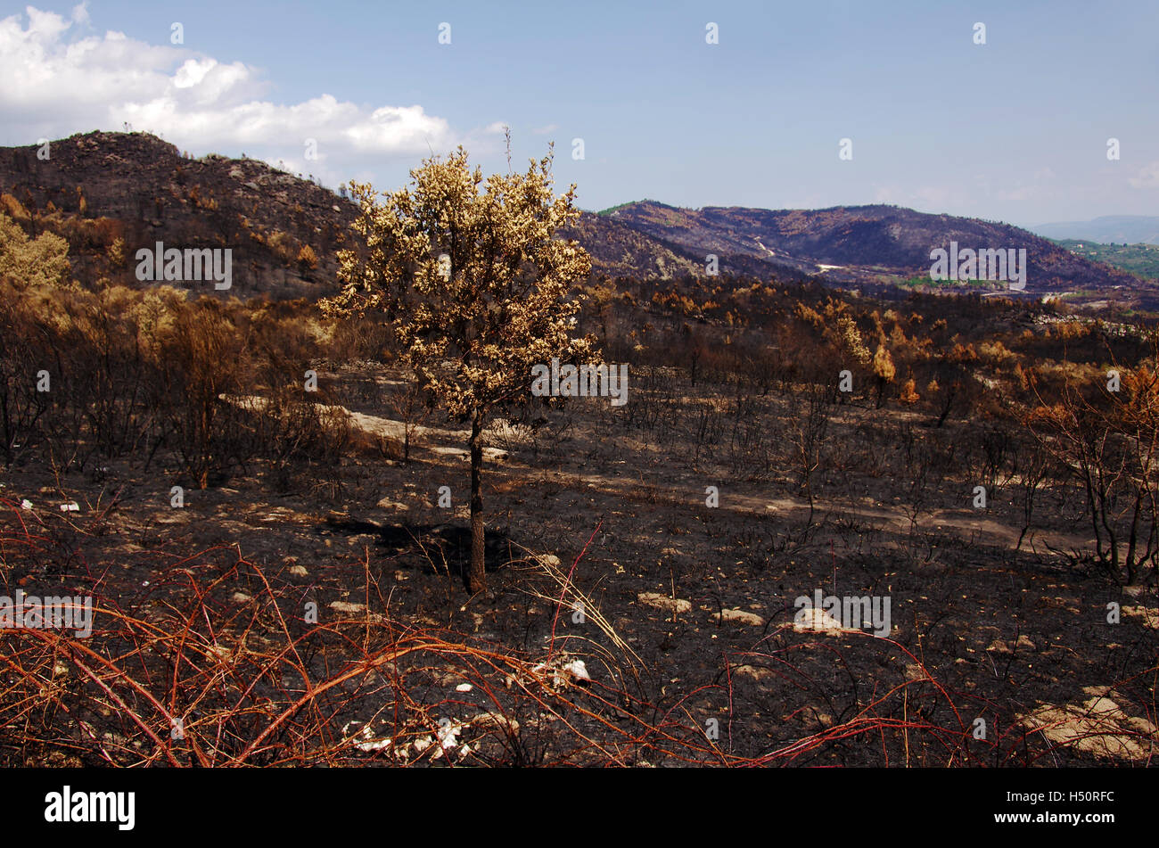 Vista espectacular de tierra quemada después de un incendio forestal en las colinas Foto de stock