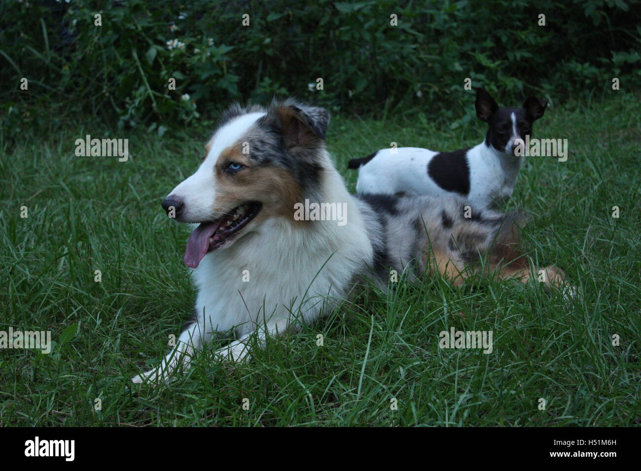 2 perros tendido en la hierba de un campo chihuahua y ovejero Foto de stock