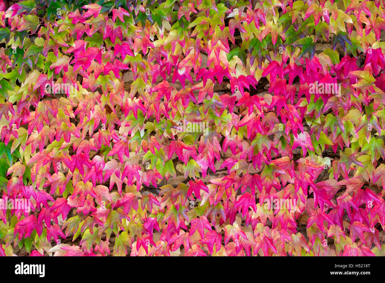 Parthenocissus tricuspidata. Boston Ivy / Japonés reductor en otoño Foto de stock