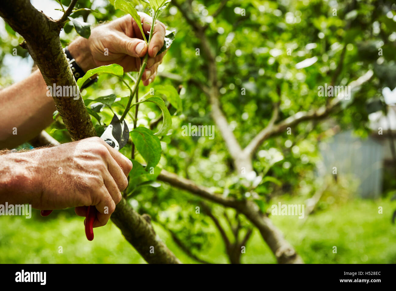 Poda de arboles frutales fotografías e imágenes de alta resolución - Alamy
