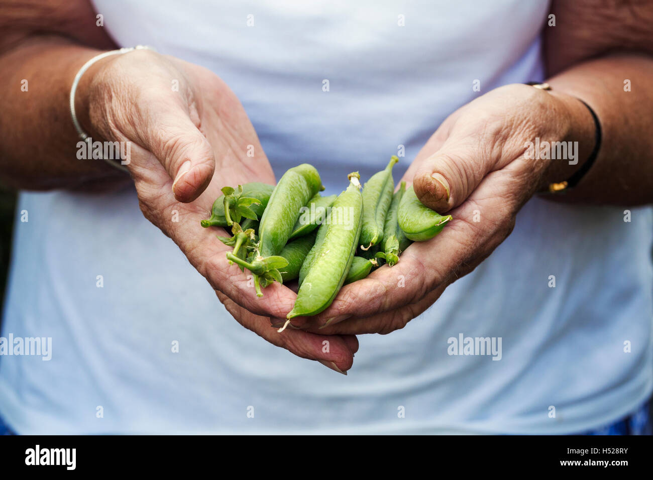 Una persona sosteniendo un puñado de vainas de guisante fresco jardín elegido. Foto de stock