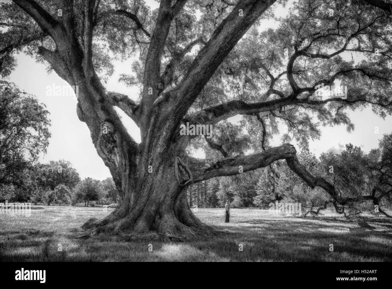 El cellon Oak Park cerca de Gainesville, Florida, contiene el campeón del estado de Florida Live Oak. Es un parque del condado de alachua. Foto de stock