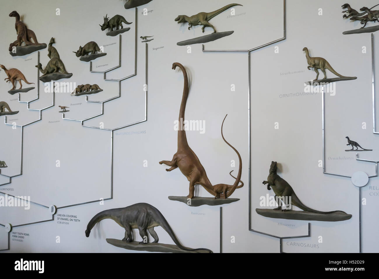 El Museo Americano de Historia Natural, Nueva York Foto de stock