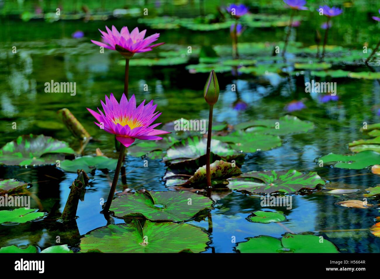 Flores de Loto en el estanque Foto de stock