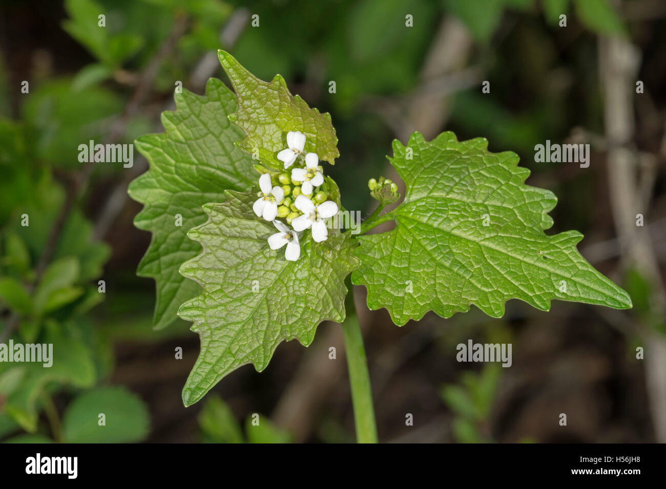 Alliaria petiolata ajo (mostaza), Baden-Württemberg, Alemania Foto de stock