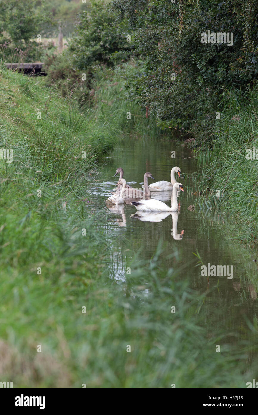 Silenciar los cisnes (Cygnus olor). Unidad familiar. Drenaje Broadland Dyke. En Norfolk. Tres cygnets estimado de 16 semanas de edad, uno es polaco Foto de stock