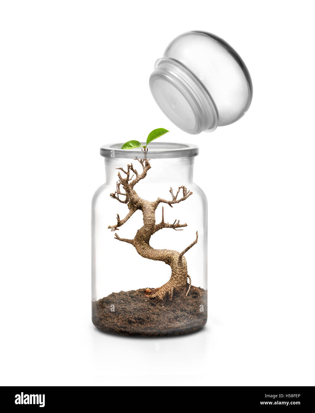 Concepto de supervivencia de la vida. Frasco de vidrio con tapa y bonsai creciente con el suelo interior contra el fondo blanco. Foto de stock