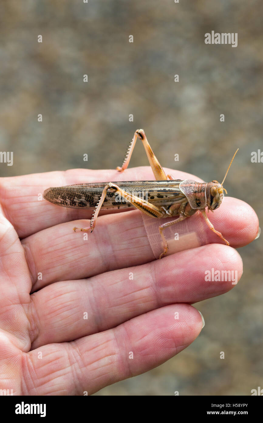 La langosta del desierto (Schistocerca gregaria). Descansando sobre un hombre de dedos (el fotógrafo). Foto de stock