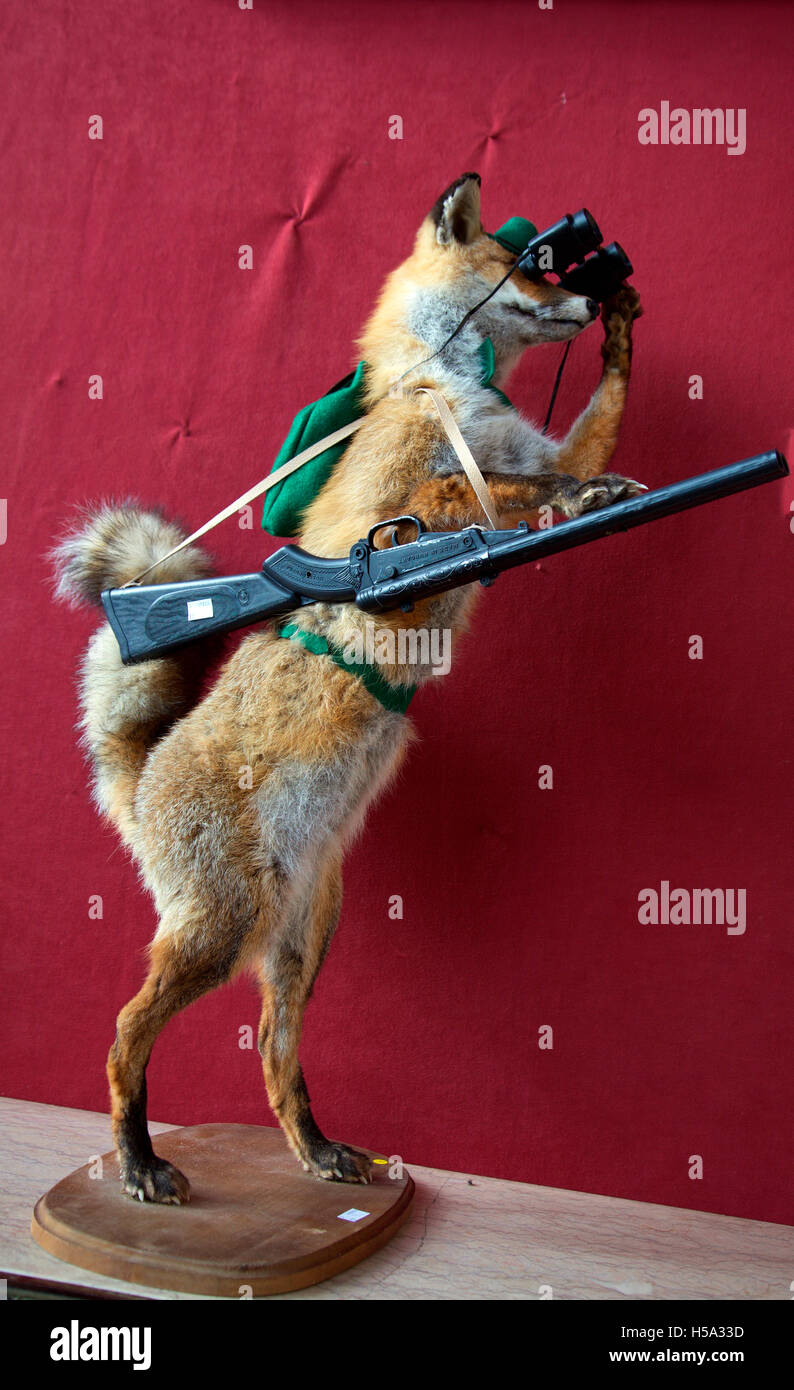 Taxidermia fox con binoculares y húngaro shot gun, va a subasta, Mealys Castlecomer, Irlanda Foto de stock