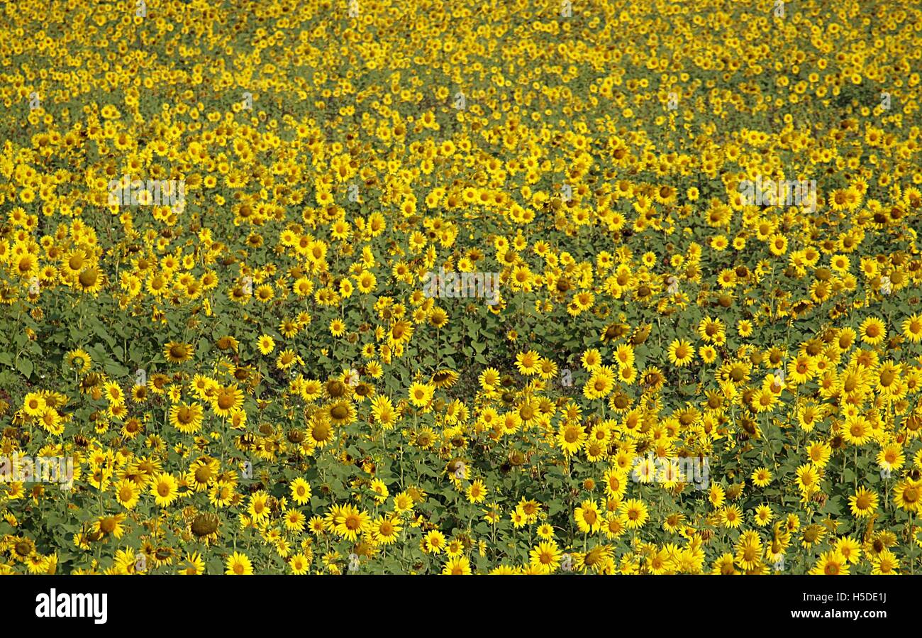 Un gran campo de girasoles en flor Foto de stock