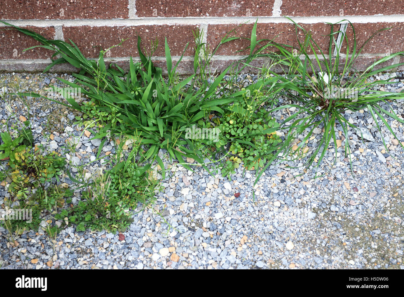 La hierba y las malezas que crecen cerca de pared de ladrillo Foto de stock