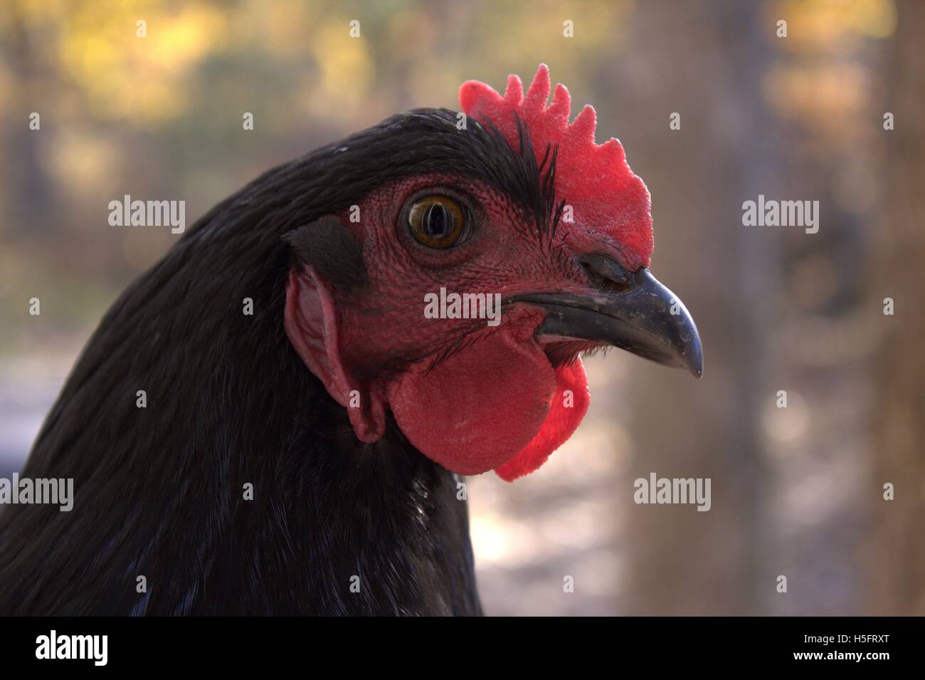 Jersey negro Gallina Gigante, Cerrar Fotografía de stock - Alamy