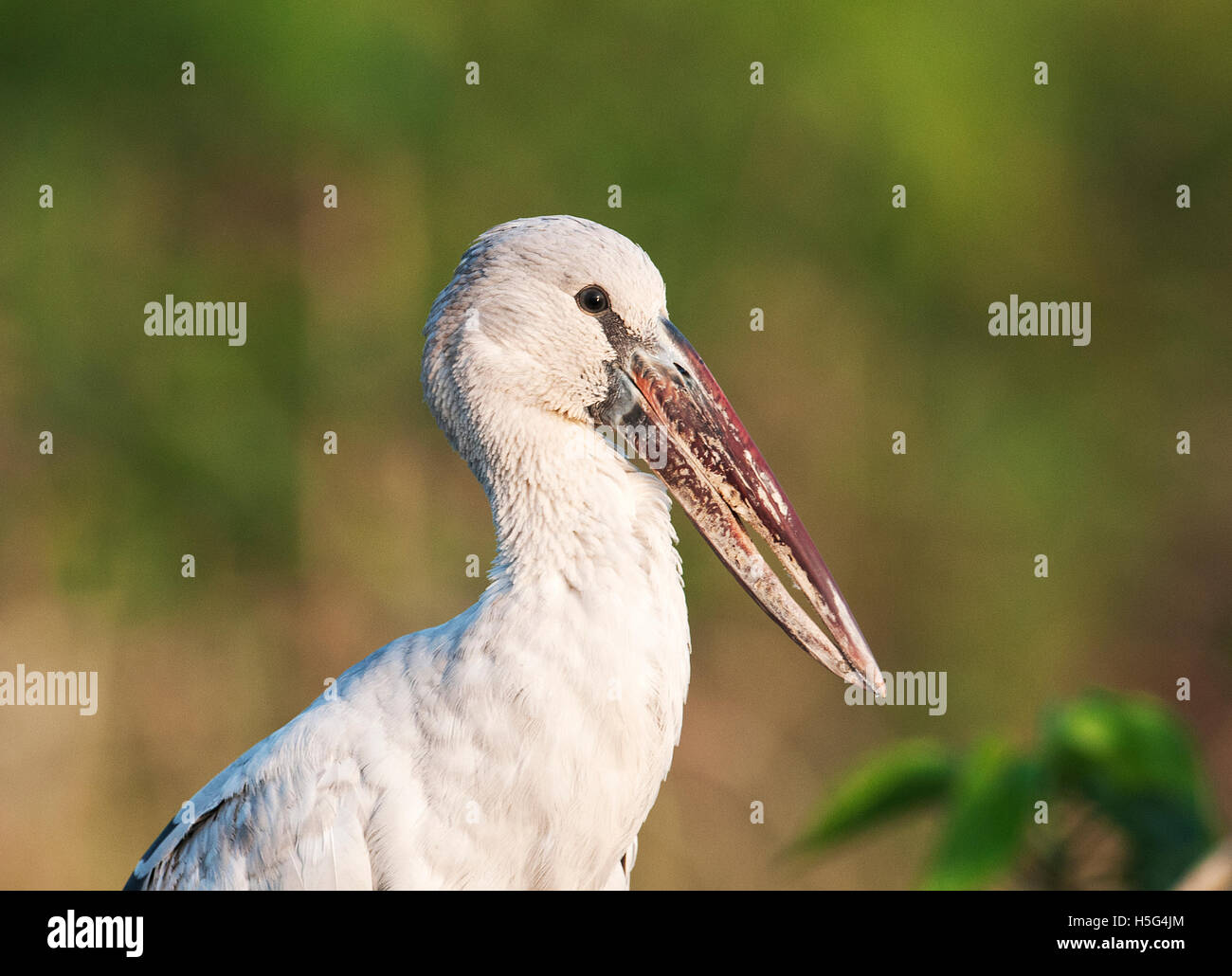 La imagen Asian openbill (Anastomus oscitans) , cerca de Pune, Maharashtra, India Foto de stock