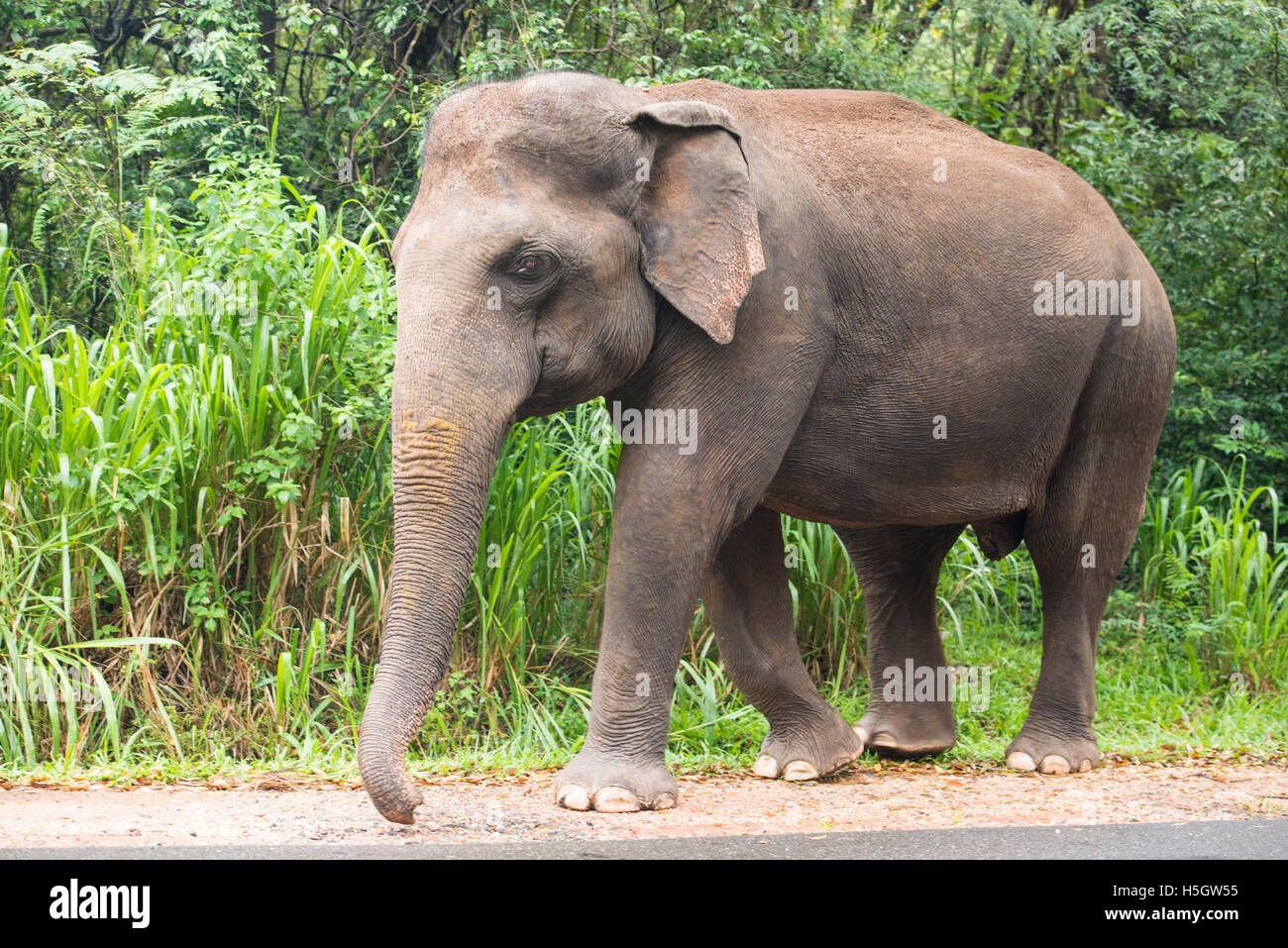 Elefante asiático, Elephas maximus, Parque Nacional Minneriya, Sri Lanka Foto de stock