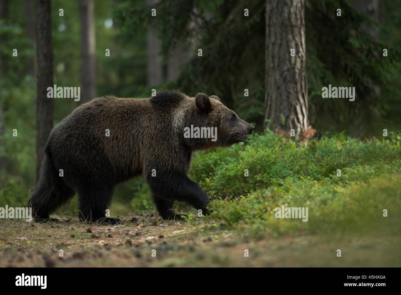 Oso Pardo europeo / Europaeischer Braunbaer ( Ursus arctos ), jóvenes crecidos, caminar a través de la espesura de un bosque de pinos Foto de stock